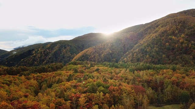 秋天，树叶，秋天的树叶颜色，森林，空中拍摄的秋天树叶森林在秋天改变颜色视频素材