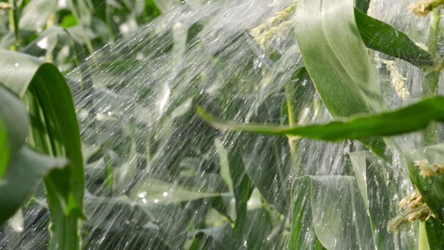 英国，灌溉系统给甜玉米浇水视频下载