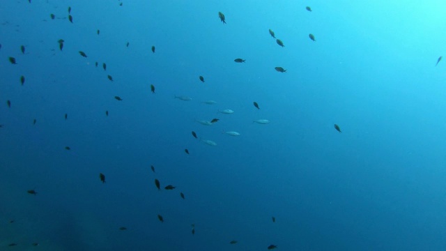 小金枪鱼在蓝色的水里游泳视频素材