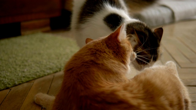 有趣的家猫互相玩耍，咬爪子视频下载