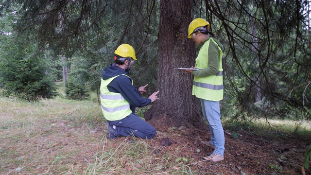 生态学家在野外工作。检查森林的自然状况并采集样本进行深入研究。视频素材