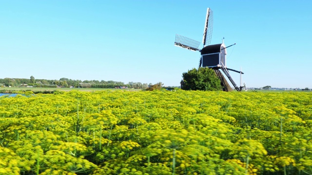 美丽的荷兰风车和莳萝视频下载