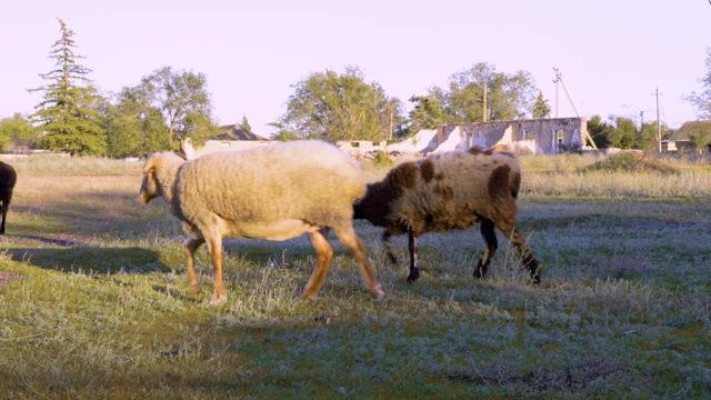 一群羊在村里的田里吃草视频素材