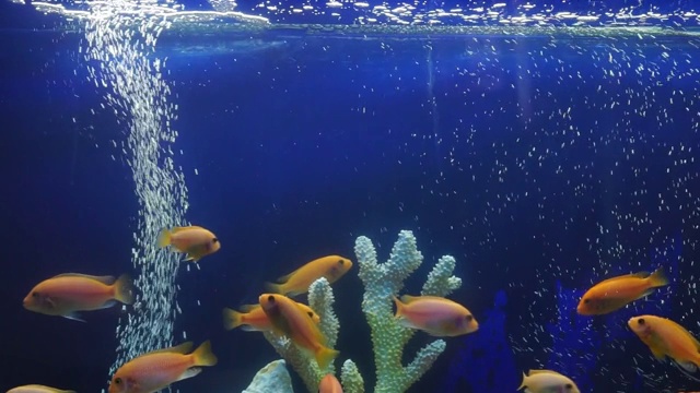 一群黄色鲜艳的鱼在气泡水族馆珊瑚礁之间游泳视频素材