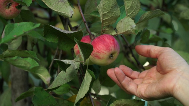 农民的男性手在秋天花园的树枝上采摘红苹果的特写。收获时间。视频素材