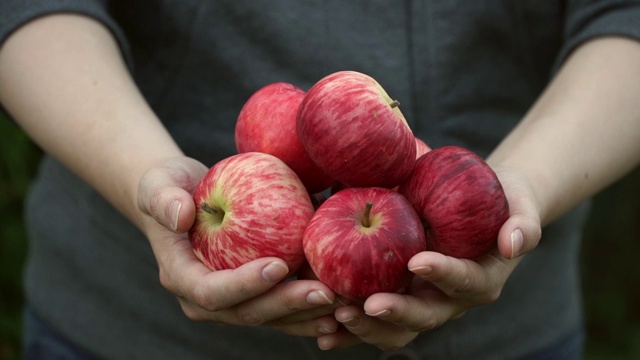 靠近女性的手与成熟的红苹果。满是新鲜苹果的雌性棕榈树在镜头前展示。视频素材