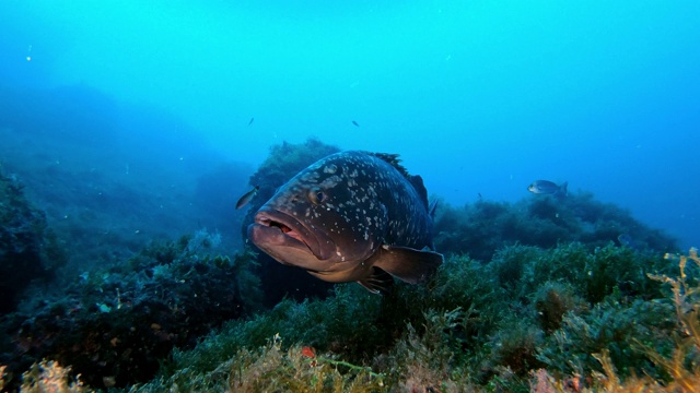 水下生活-镜头附近的大石斑鱼视频素材