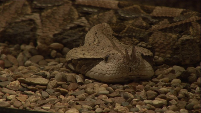 一条长角的蝰蛇一动不动地躺在砾石中。视频素材