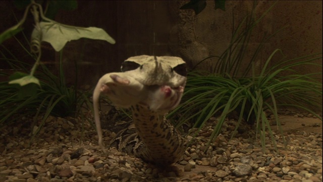 在爬行动物展览中，一条带角的蛇从钳子上抓了一只老鼠。视频下载
