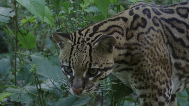 豹猫在灌木丛中四处张望视频下载