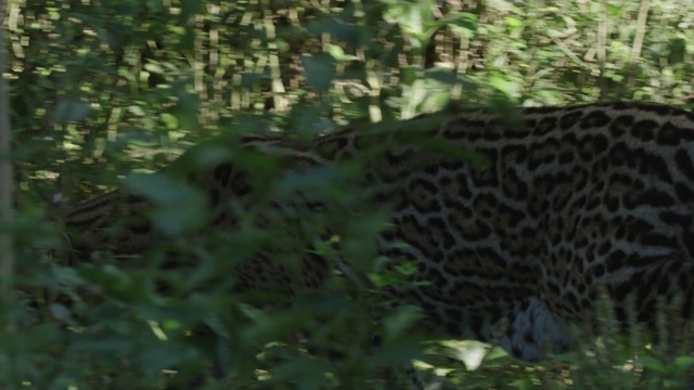 豹猫在灌木丛中穿行视频下载