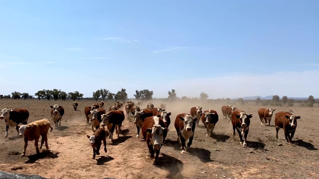 干旱影响了农田和赫里福德的牲畜视频素材