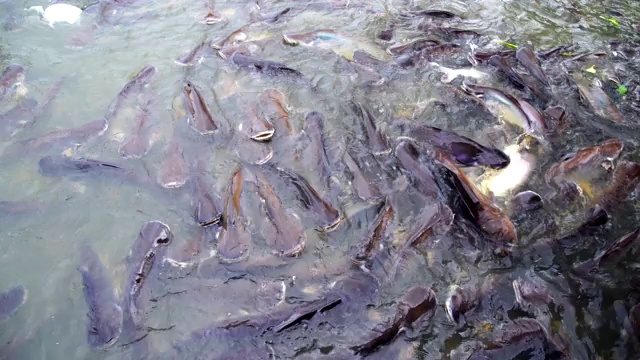 鱼在河里游泳觅食视频素材