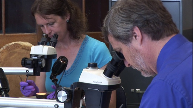 两名调查人员坐在犯罪实验室的显微镜下查看证据。视频下载