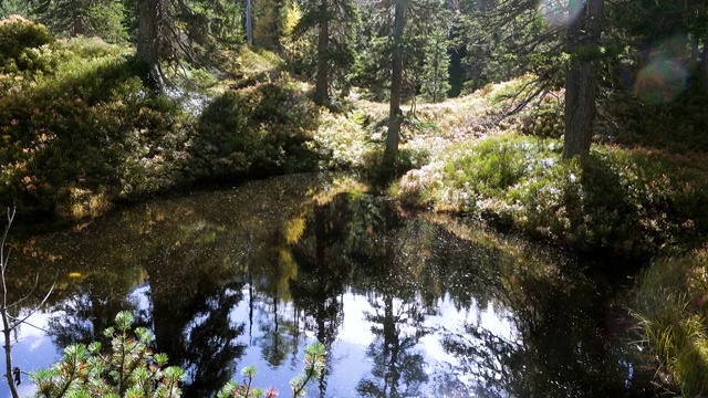 在奥地利Hohe Tauern自然公园的Rauris丛林原始森林的一条小径上的美丽的阳光森林的绿色沼泽视频素材