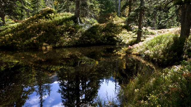 在奥地利Hohe Tauern自然公园的Rauris丛林原始森林的一条小径上的美丽的阳光森林的绿色沼泽视频素材