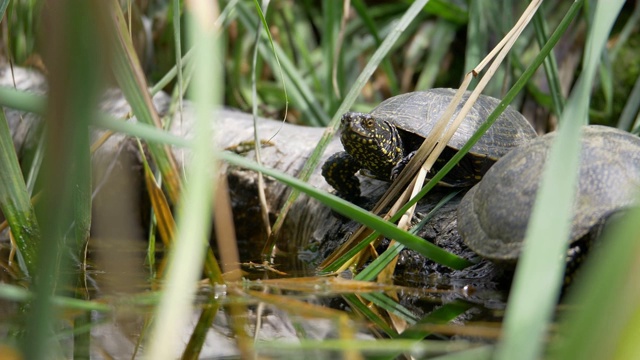 两只乌龟躺在一棵倒下的树上，享受着沼泽附近的阳光视频下载