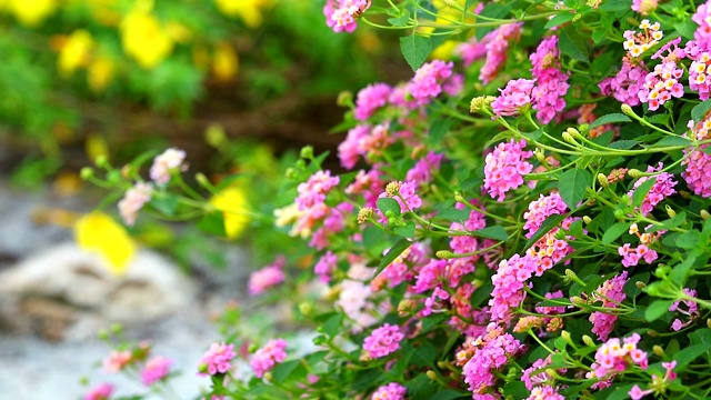 马缨丹五颜六色的粉红色花束鲜花盛开，全在花园里模糊了黄花的背景视频素材