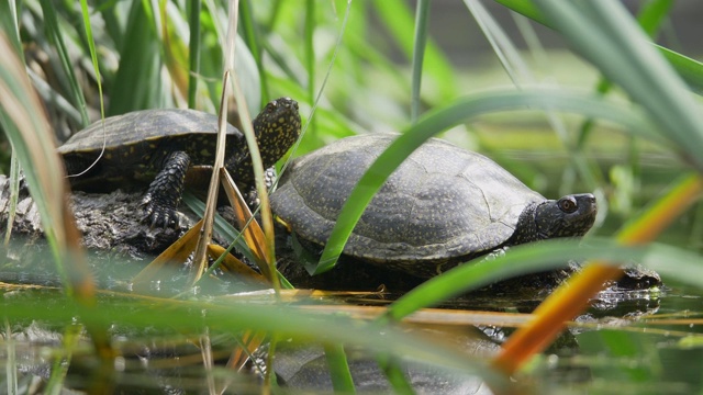 两只乌龟享受阳光和观察环境视频下载