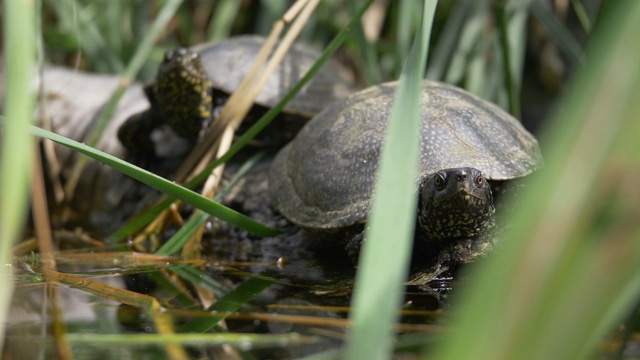 两只乌龟在沼泽附近晒太阳视频下载