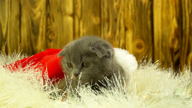 苏格兰灰色小猫在玩圣诞装饰品视频素材