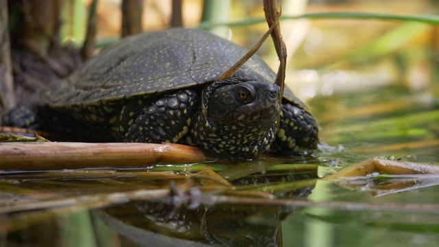一只海龟享受和观察环境的镜头视频下载