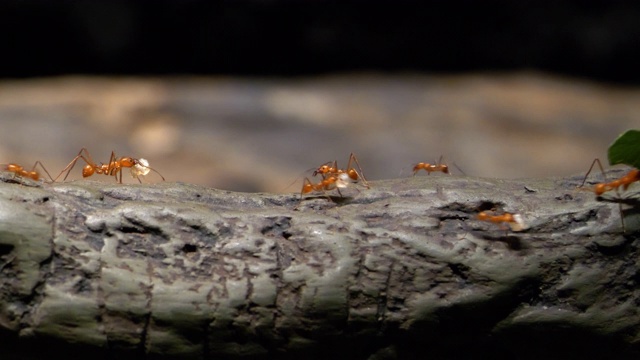 4K -蚁群切叶的踪迹视频素材