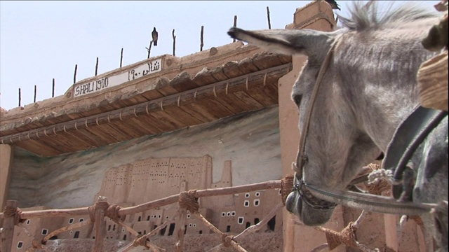 一头驴站在沙利遗址的立体模型旁。视频下载