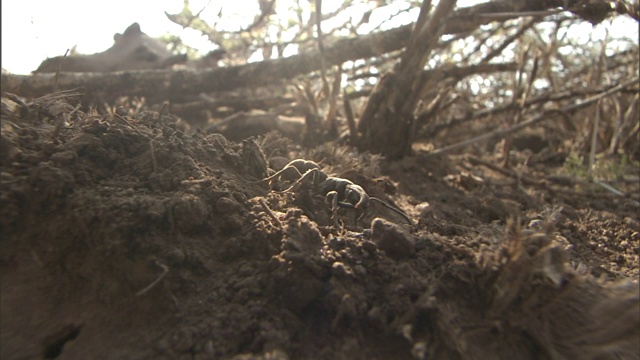 甲虫在干燥的地面上移动它的腿和触角。视频素材