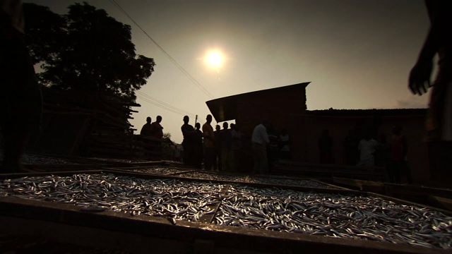 在夕阳的映衬下，鱼加工者移动着晒干的鱼架。视频下载