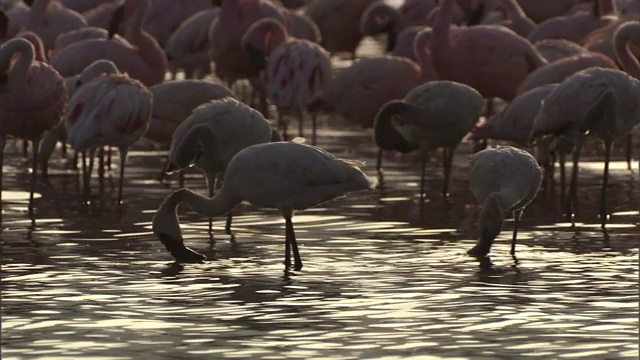 火烈鸟在坦噶尼喀湖涉水觅食。视频下载