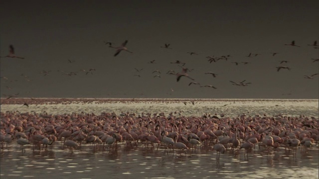 几十只火烈鸟飞过数千只涉水的坦噶尼喀湖边缘。视频下载