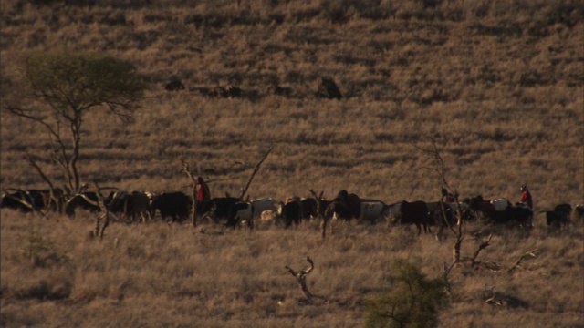 马赛人在平原上放牧一群牛。视频下载