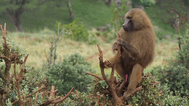 一只来自几内亚的雄性狒狒抓了抓自己的皮毛，停在一棵树的树枝上，不一会儿，他舒展了一下，张开了他的嘴，露出了他巨大的獠牙。Papio Papio。视频下载