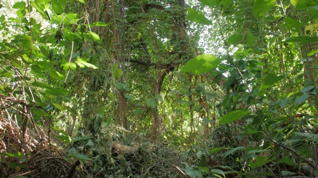 森林树木植物灌丛视频下载