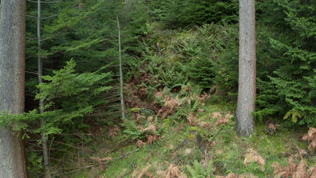 苏格兰松林中显示秋天色彩的枯萎蕨类植物视频下载