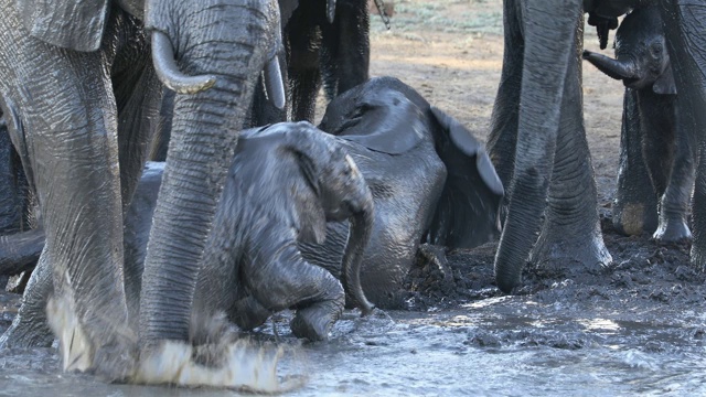 顽皮的非洲小象在水里戏水，克鲁格国家公园，南非视频素材