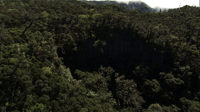 在夏威夷考艾岛的悬崖附近，一棵高大的树耸立在茂密的森林里。视频下载