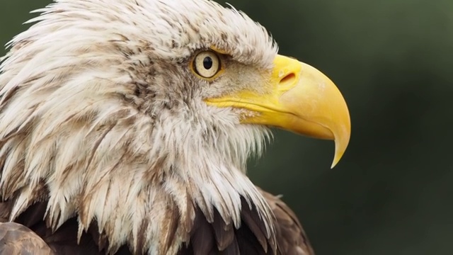 一个秃头鹰的头的特写，看的最自由，和在每一边。卷leucocephalus。视频素材