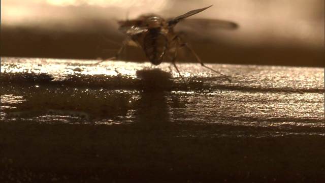 两只果蝇以粘性表面为食。视频素材