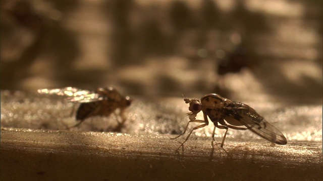 果蝇以粘性表面为食。视频素材