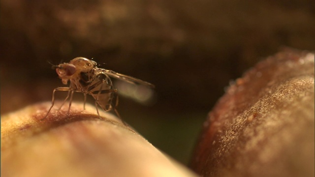 果蝇梳理它的腿和翅膀。视频素材