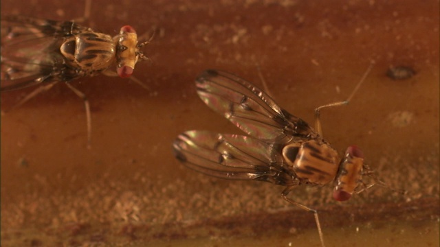 当另一只苍蝇坐在附近时，一只果蝇正在梳理它的前腿。视频素材