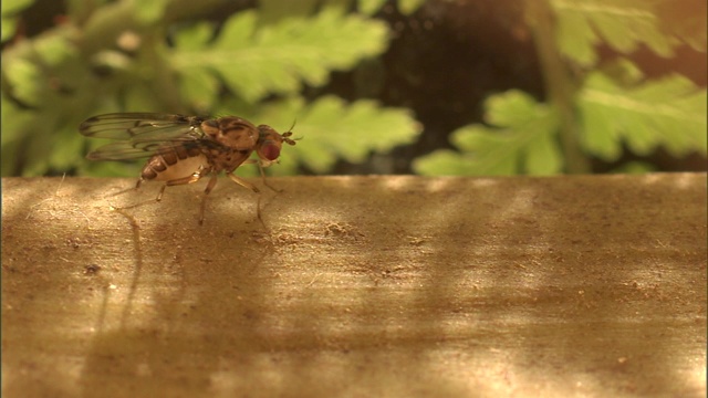 一只果蝇在一根圆木上梳理它的腿。视频素材
