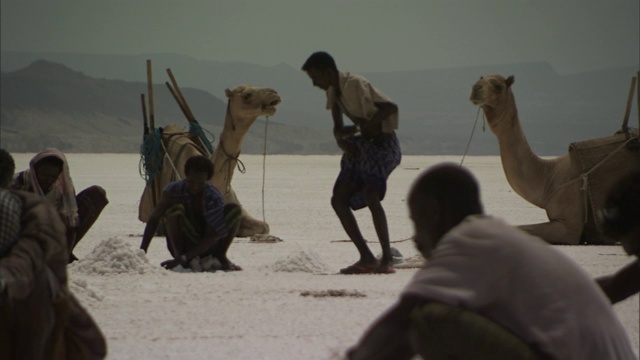在吉布提，骆驼在骆驼附近引导我开采盐。视频素材