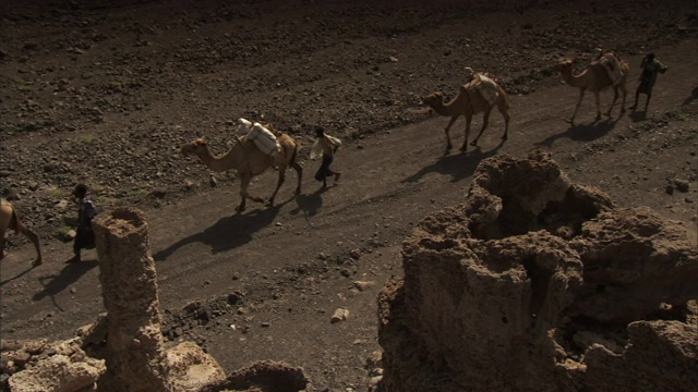 在吉布提的盐碱地上，牧民们牵着骆驼队。视频素材