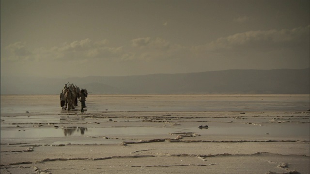 一列骆驼队穿过吉布提的盐碱地。视频素材