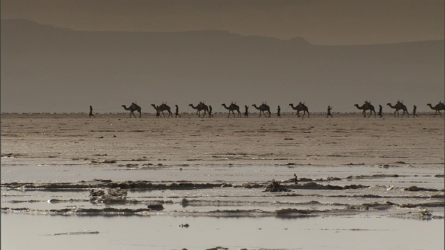 骆驼队和马车夫穿过吉布提海岸广阔的盐碱地。视频素材