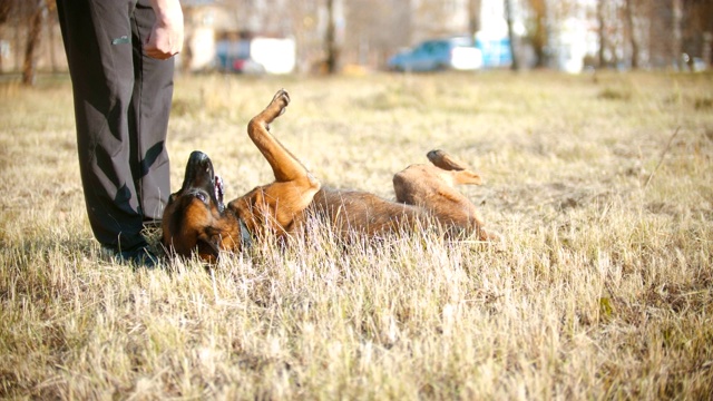 一只德国牧羊犬在驯兽师的命令下翻身视频下载