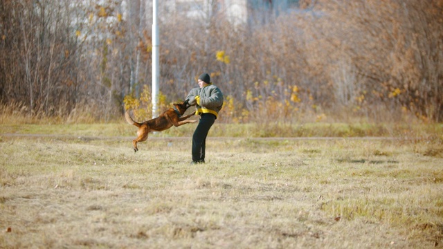 一个人在训练他的德国牧羊犬——这只狗对着保护袖紧咬着牙齿，训犬师围着自己转视频下载